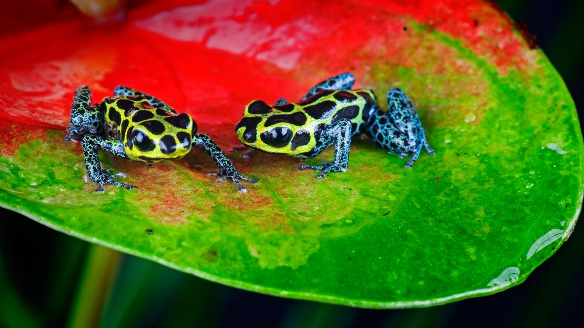 Thumbnail for Amazon Season 1 Episode 9