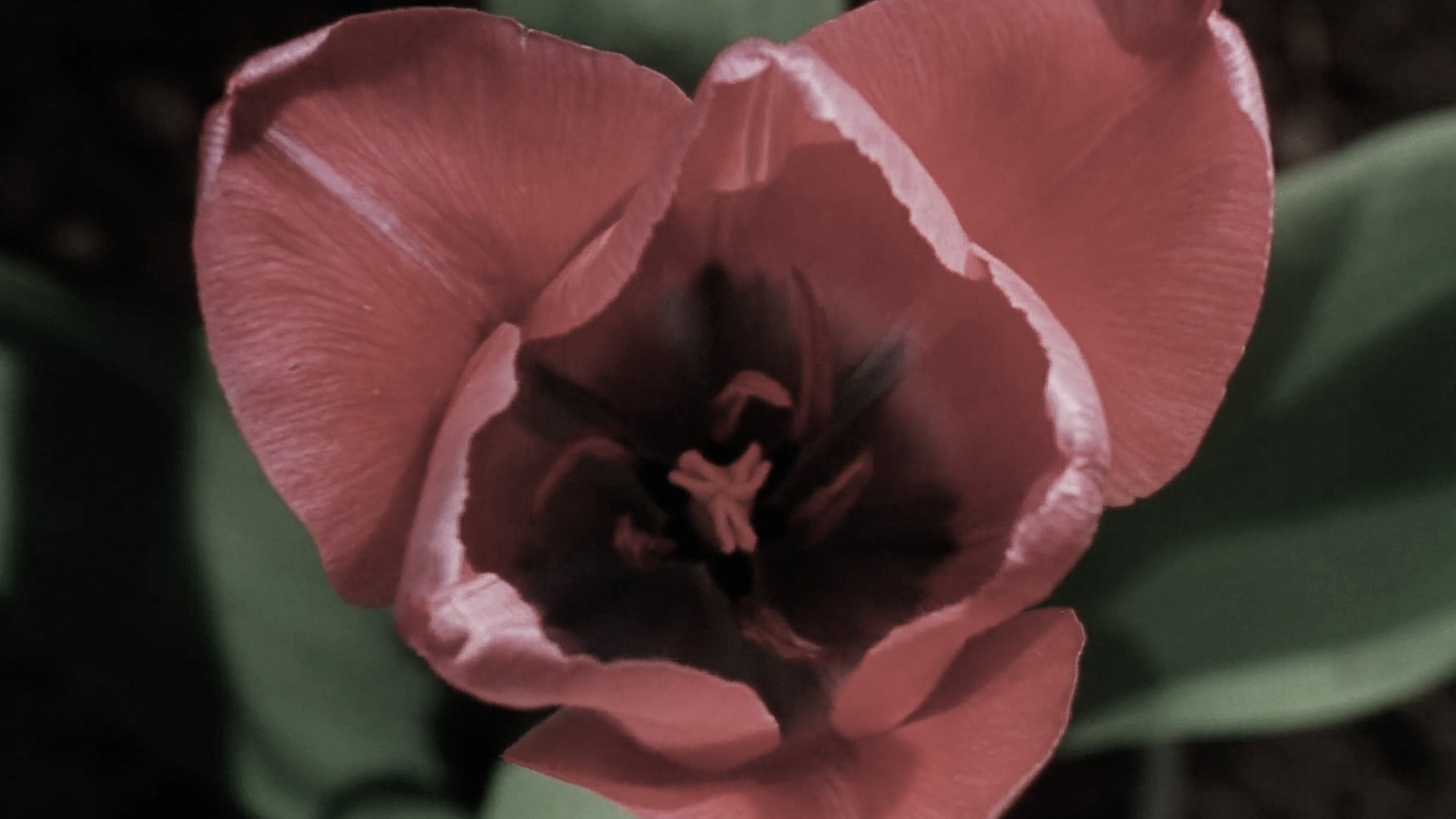 Blue Spring (2001)