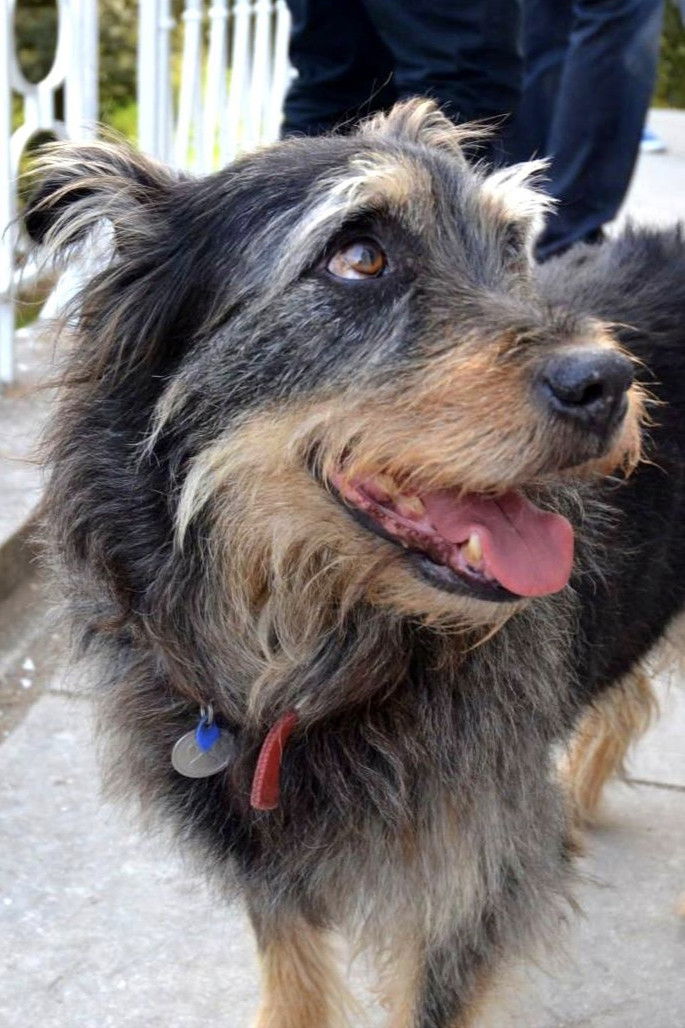 et billede af Taz Bear