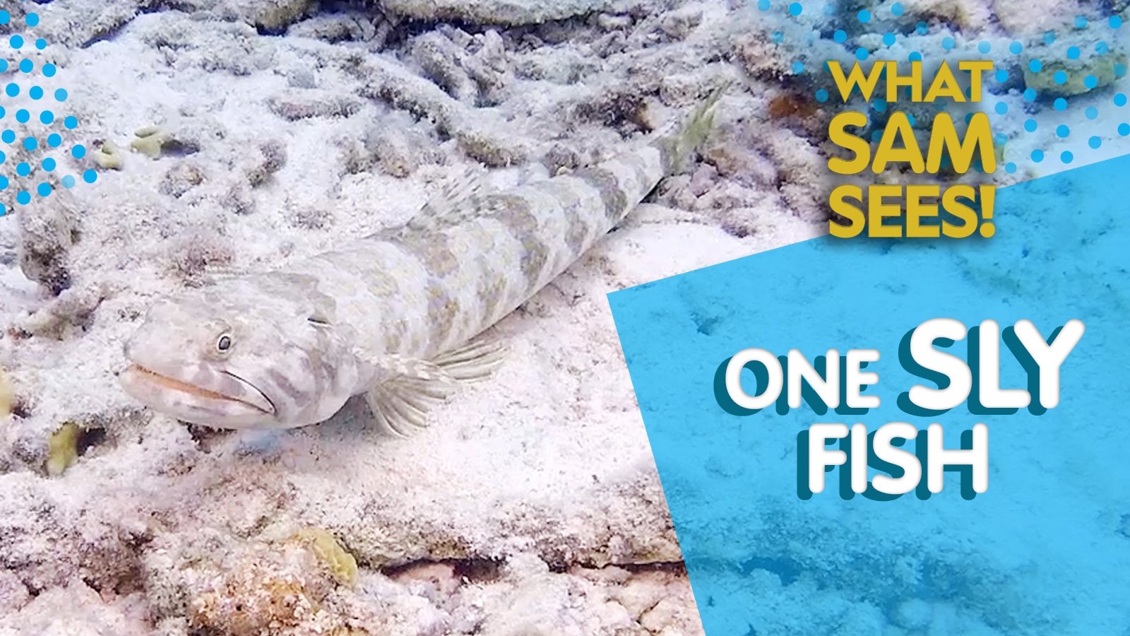 Thumbnail for One Sly Fish Season 1 Episode 6