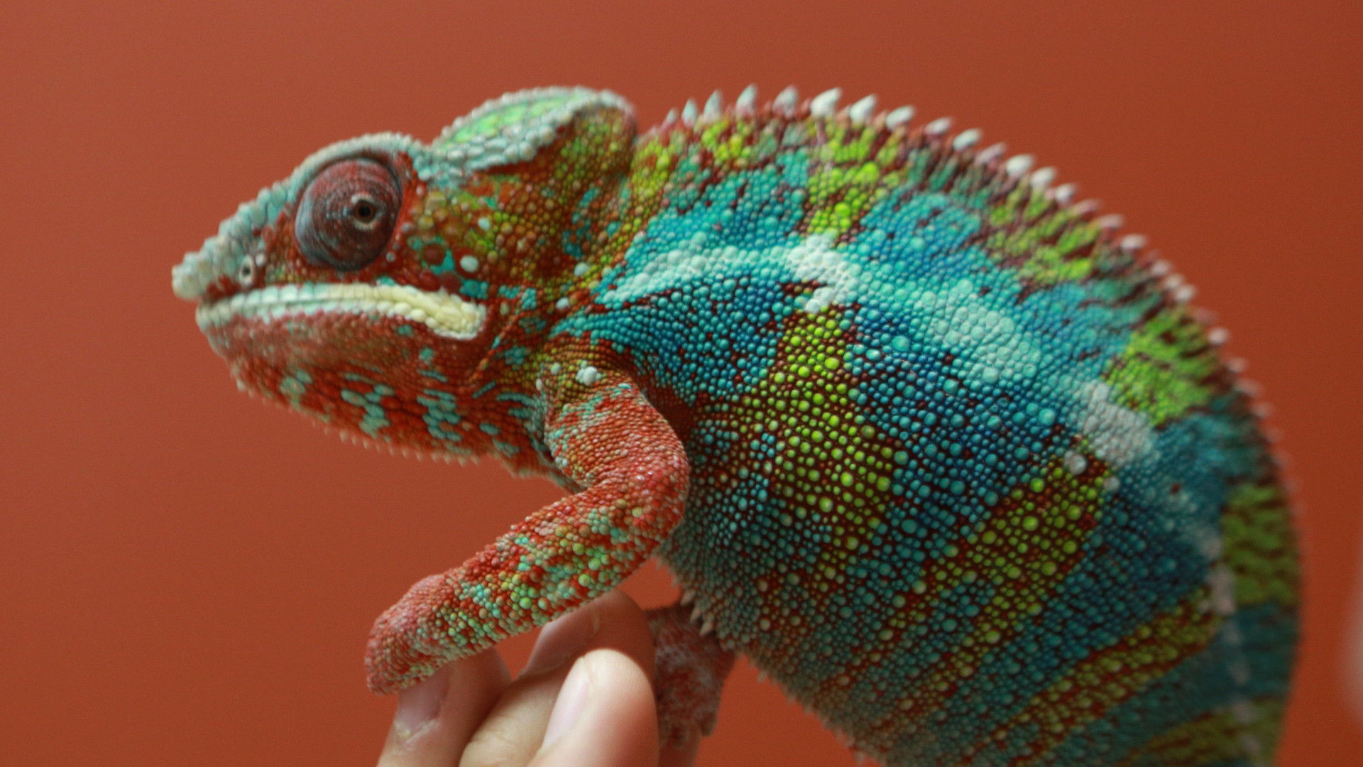 Dr. K's Exotic Animal ER S02E05 backdrop