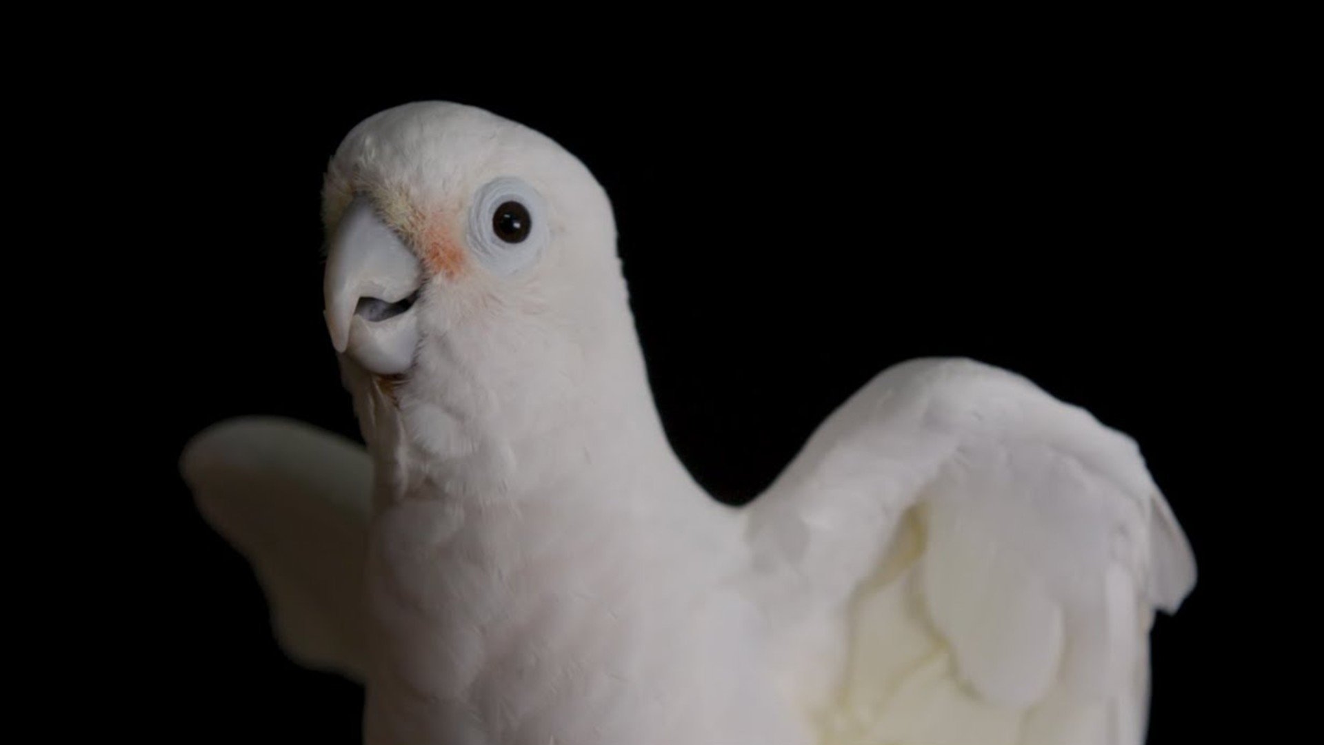 Imagem do Filme Parrot Kindergarten