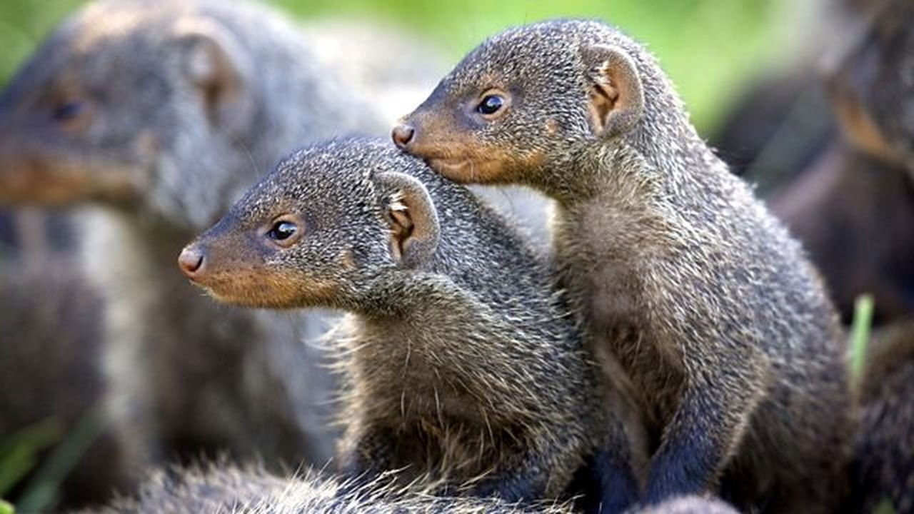 Banded Brothers: The Mongoose Mob