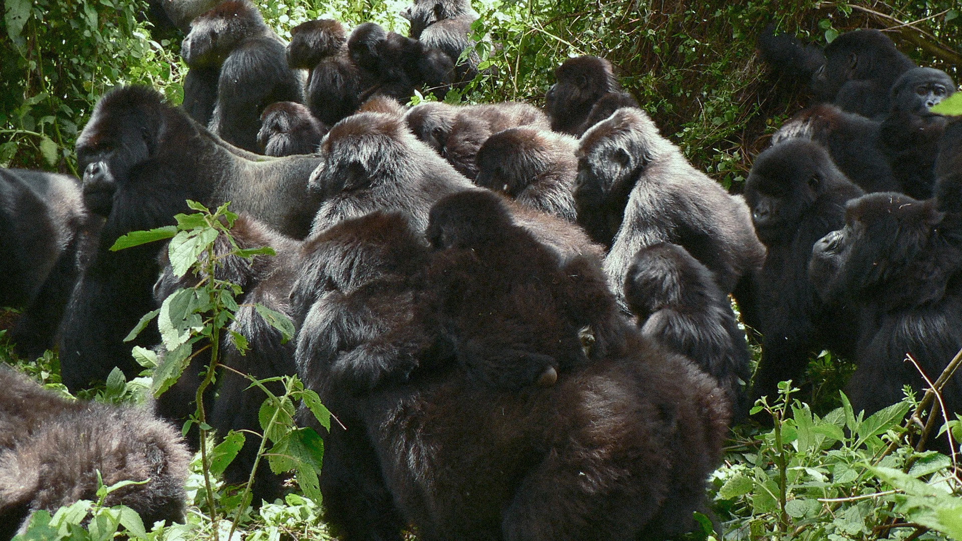 A Gorilla Story: Told by David Attenborough