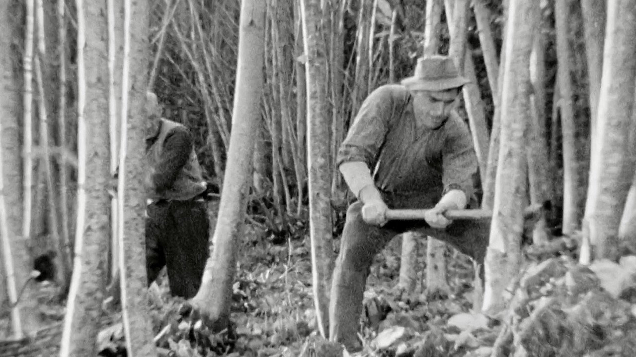 The Felling of the Forest