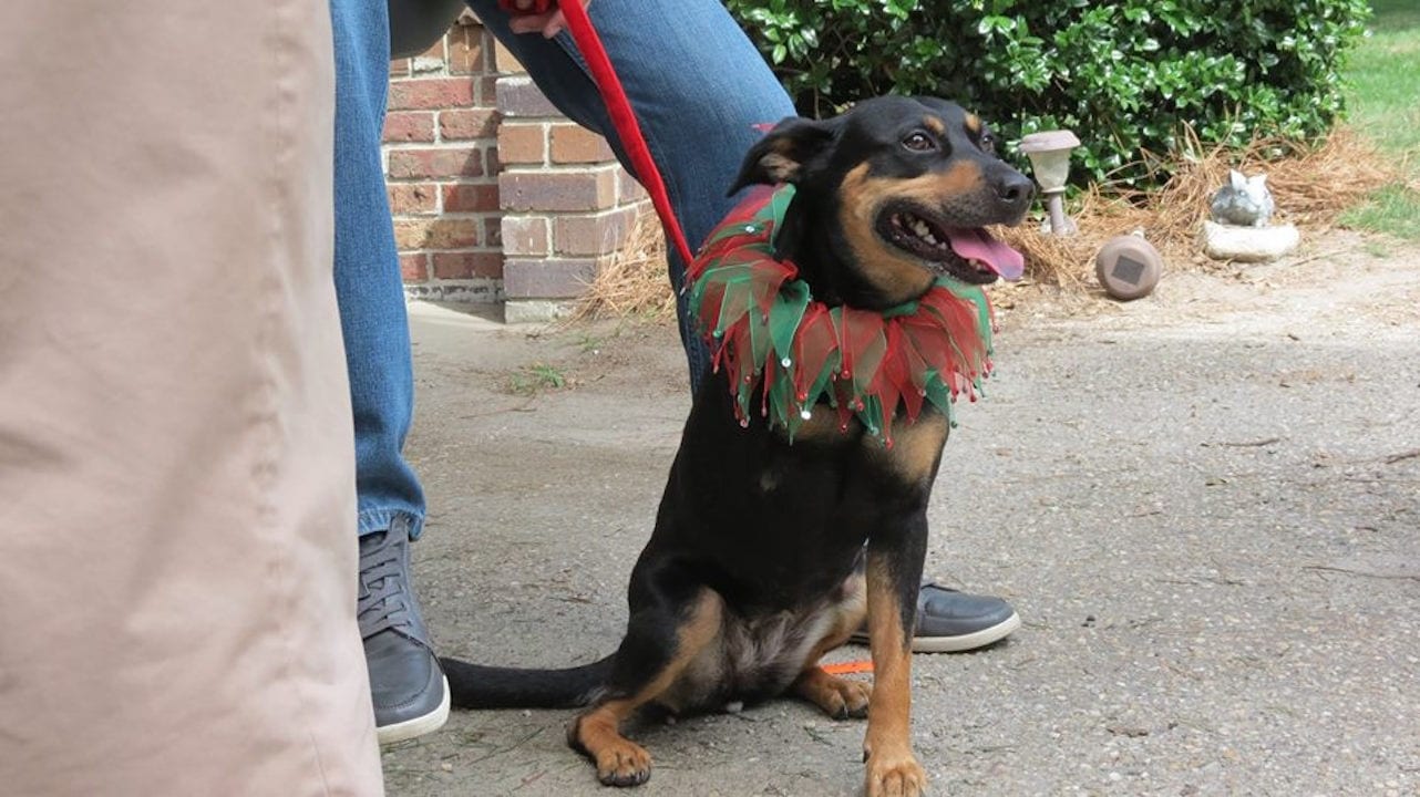 Il faut sauver les chiens de Noël