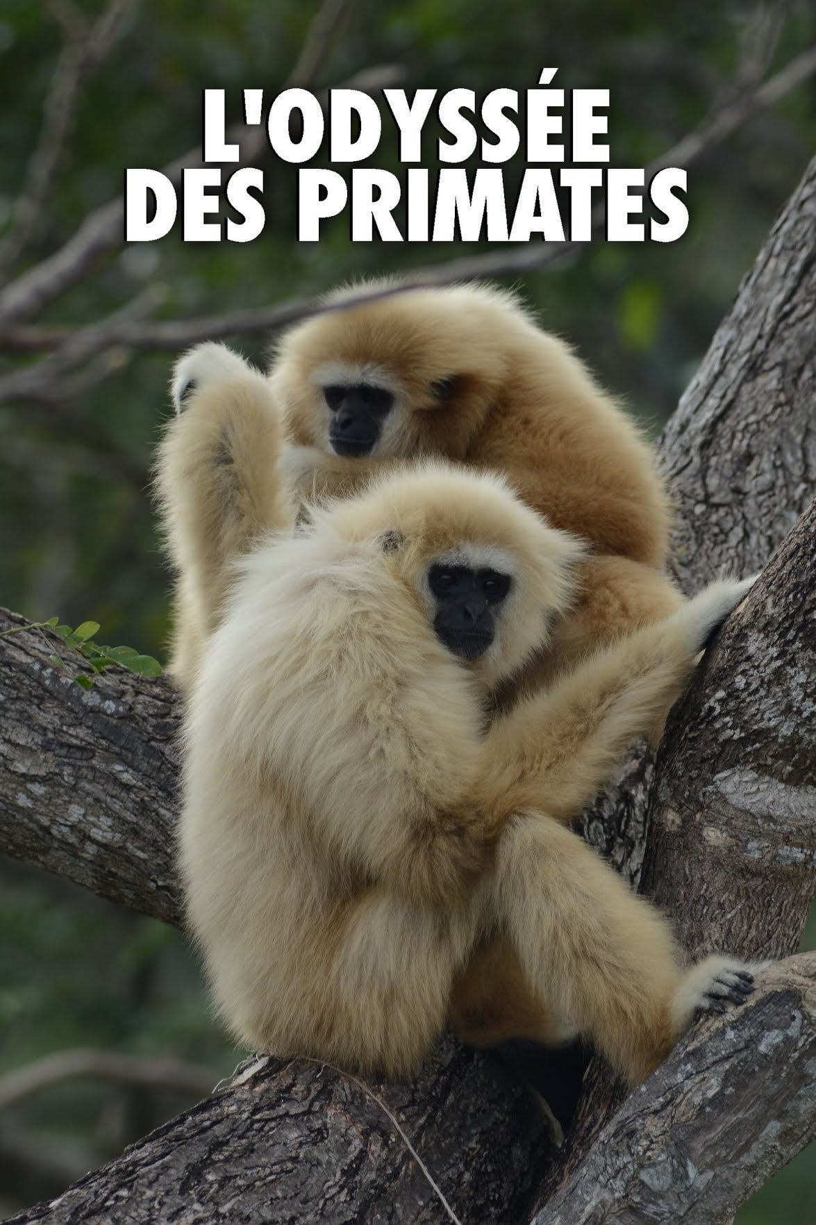 L'Odyssée des primates