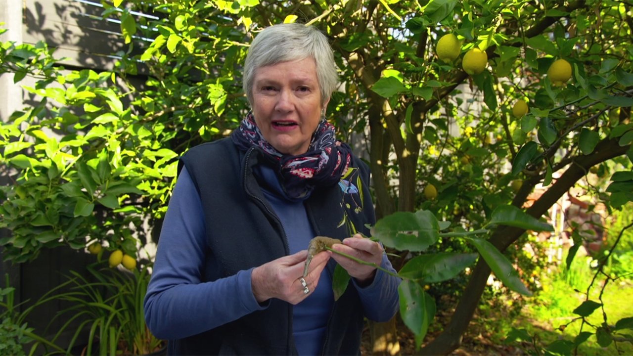 Gardening Australia