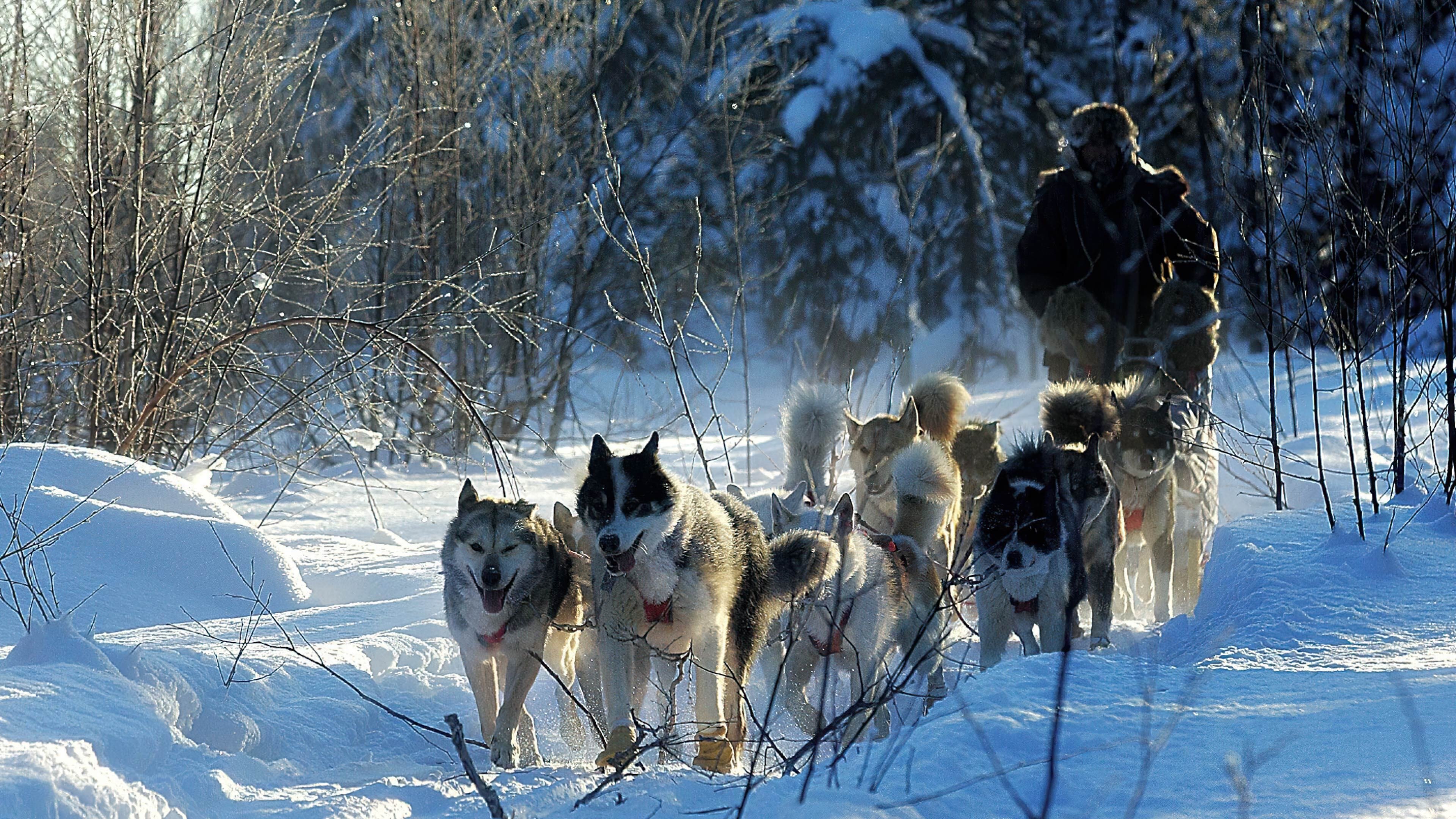 Il grande Nord (2004)