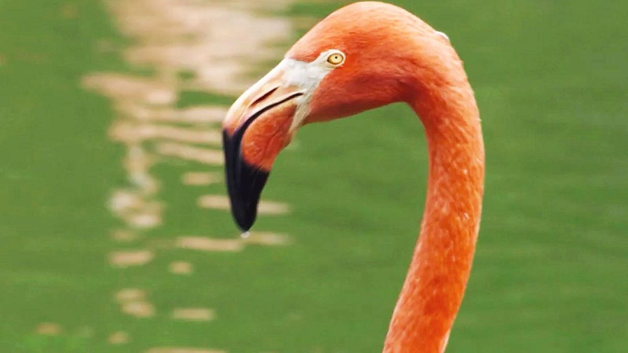 Thumbnail for Animals Season 1 Episode 3