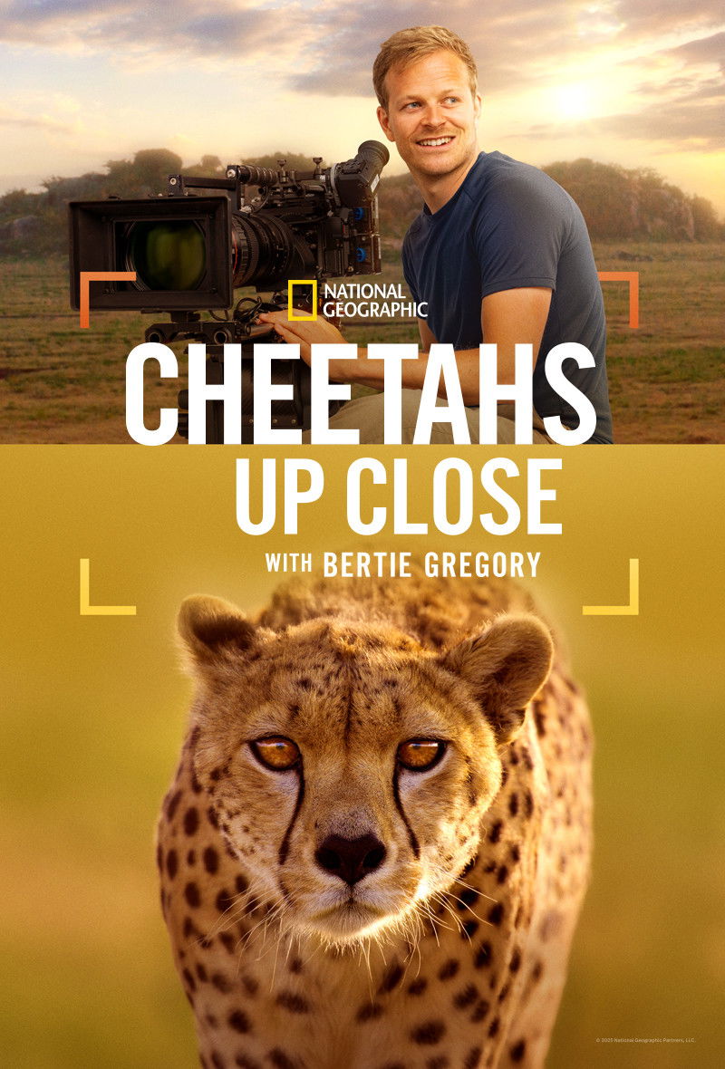 Cheetahs Up Close with Bertie Gregory