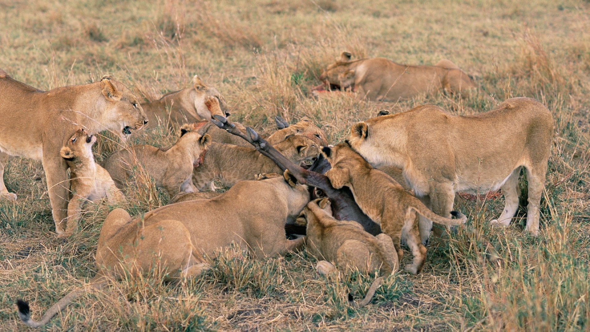 Thumbnail for Serengeti Season 1 Episode 2