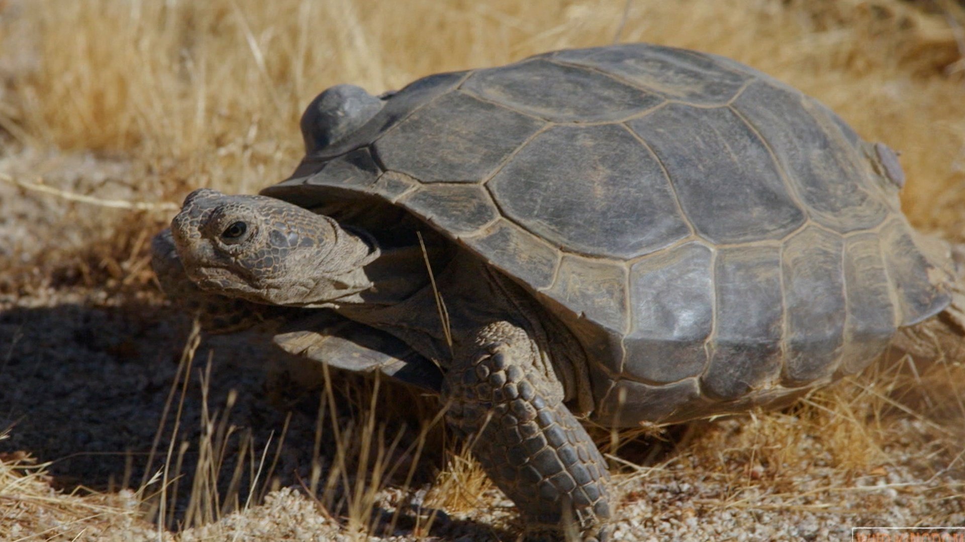 Thumbnail for Desert-Dwelling Tortoises Season 1 Episode 1