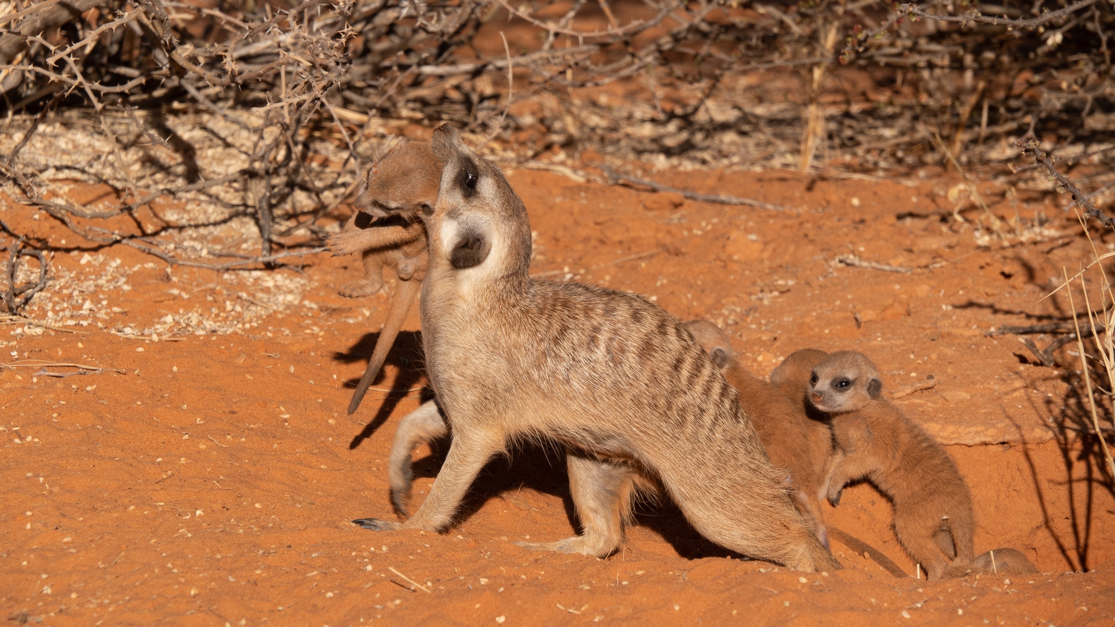 Meet The Meerkats