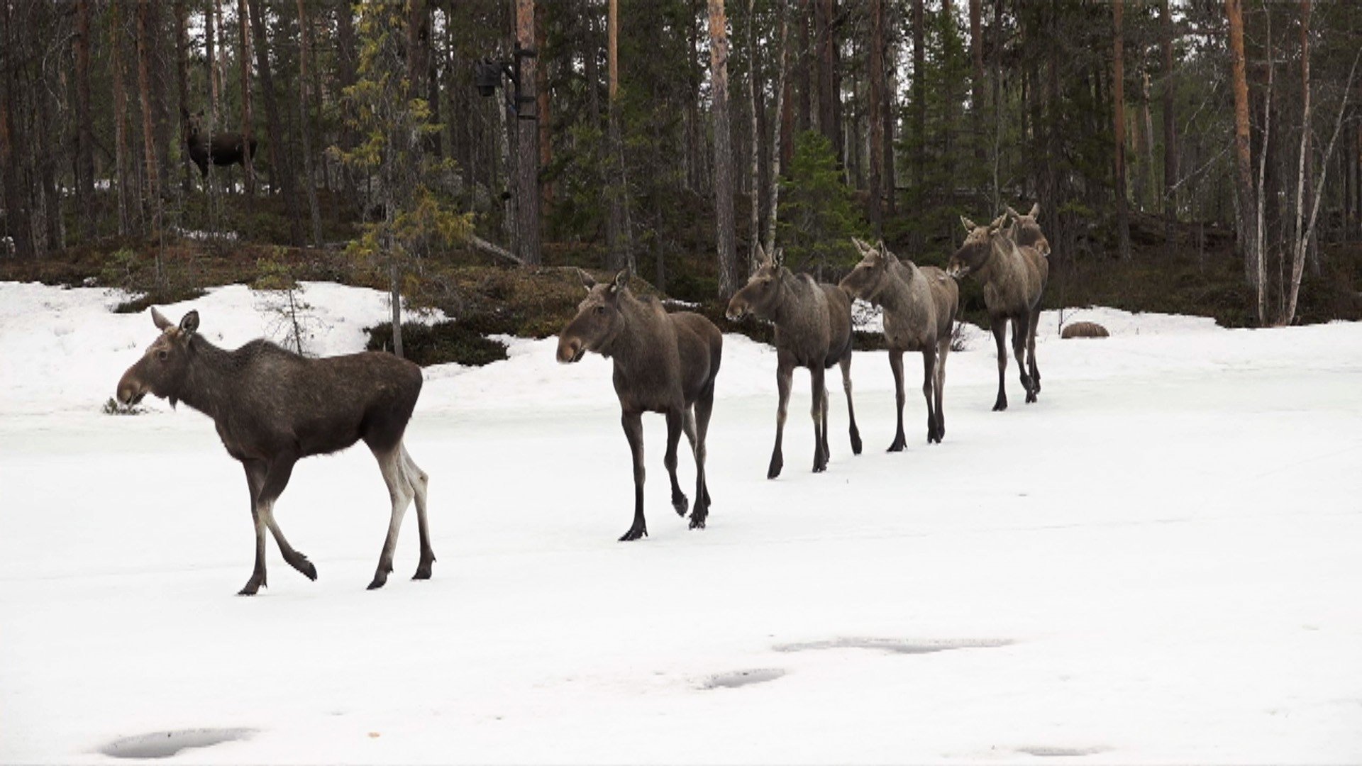 Den stora älgvandringen