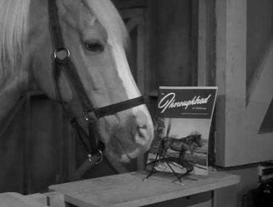 Mister Ed