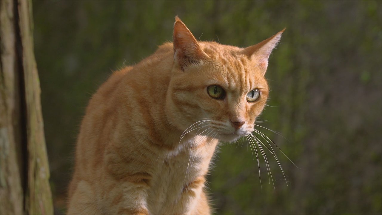 A Cat's-Eye View of Japan - Épisode 11