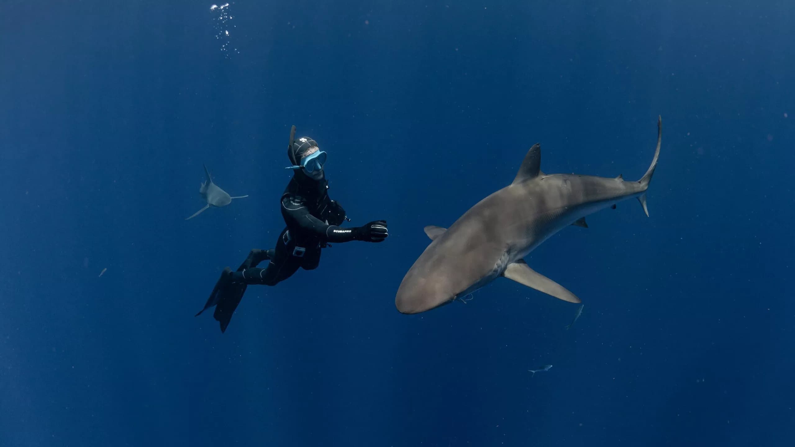 Sharks: The Secret Adventure