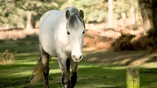 Countryfile 36x19
