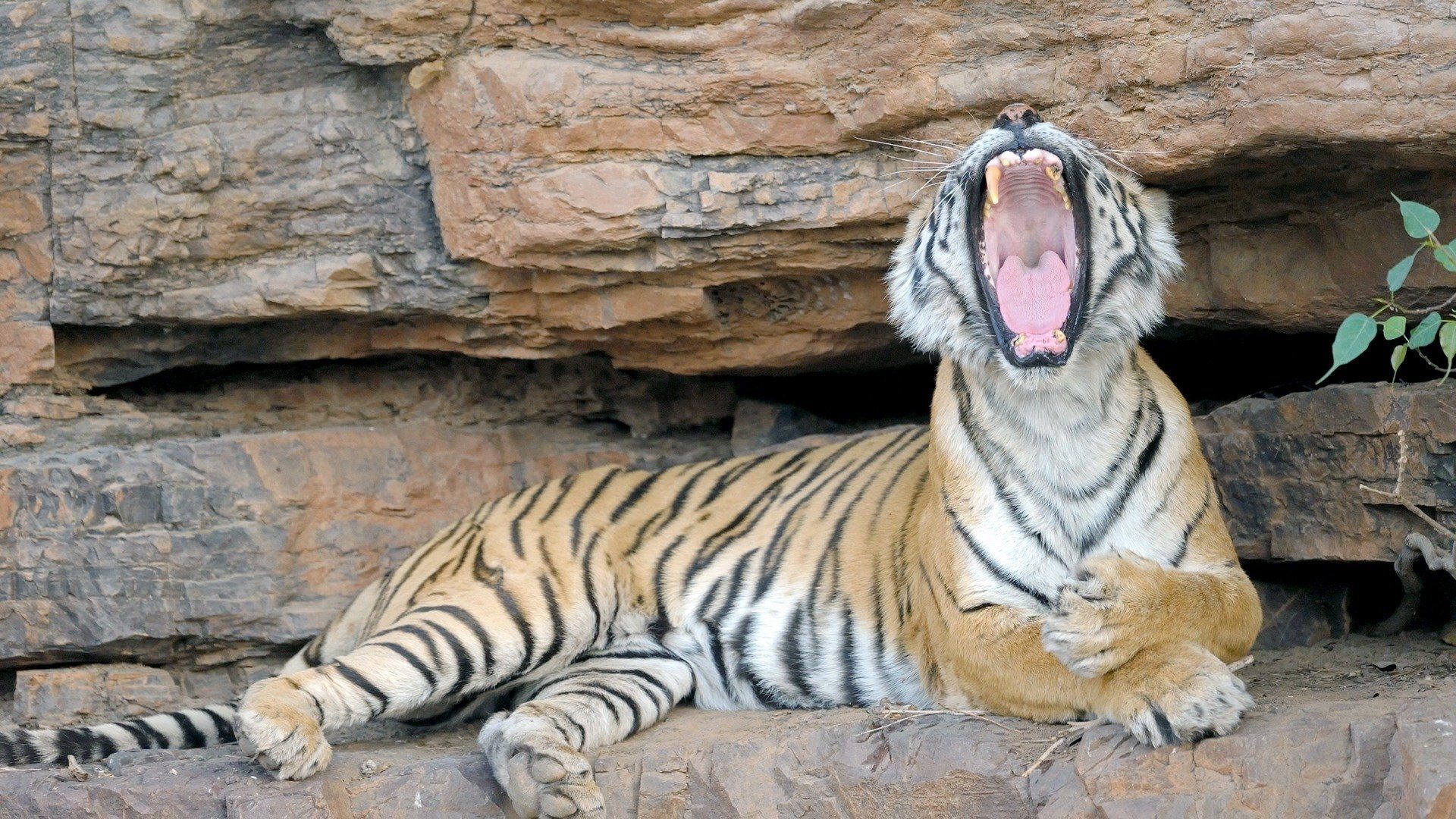 The World's Most Famous Tiger (2017)