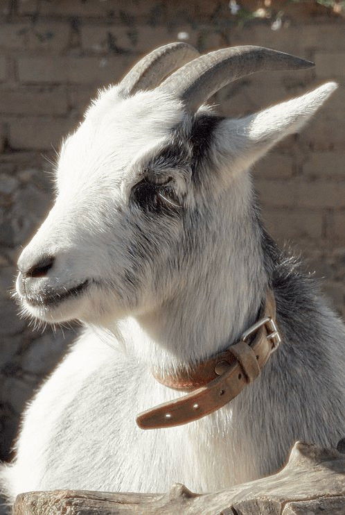 et billede af Melvin