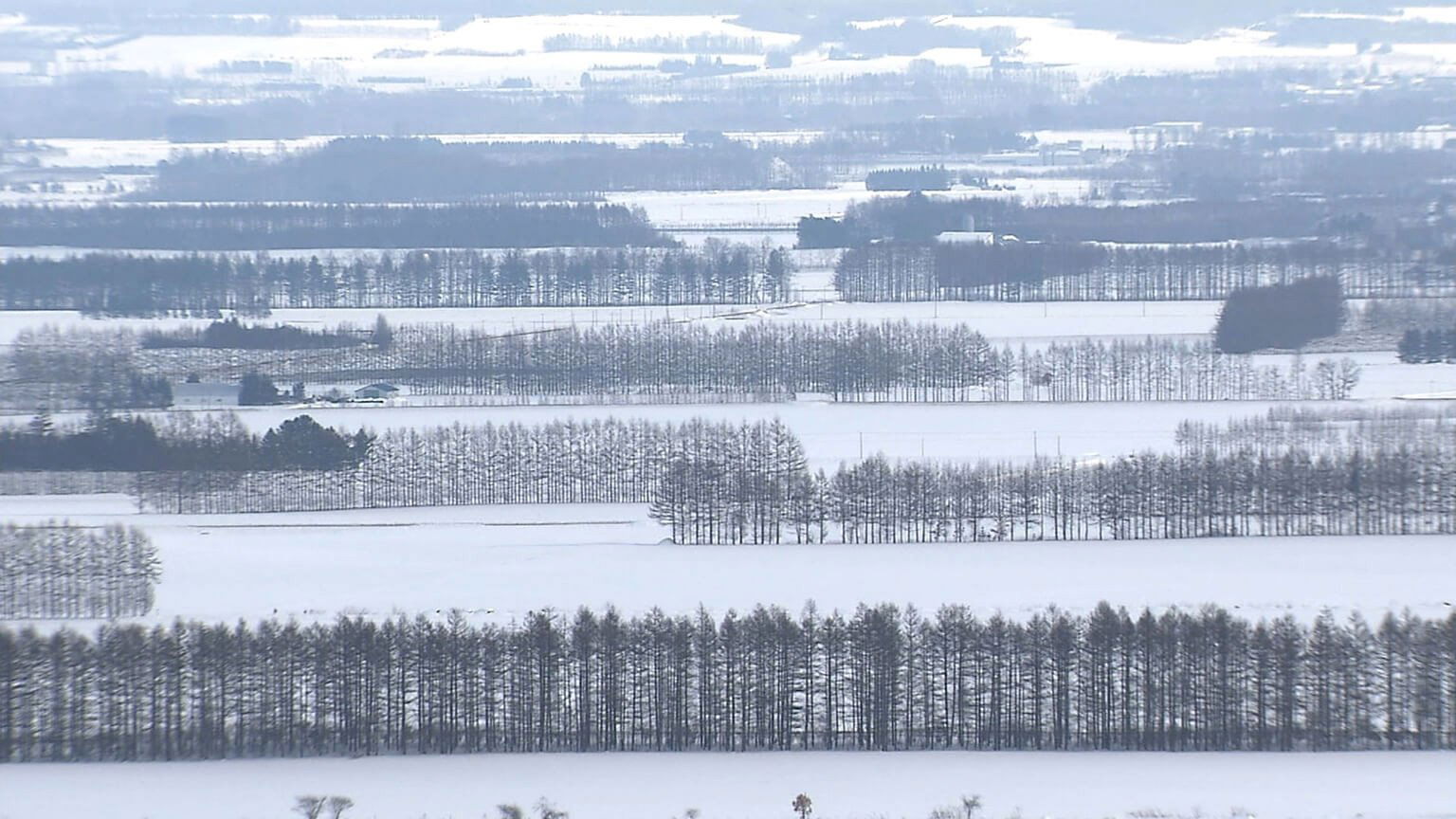 Wild Hokkaido!