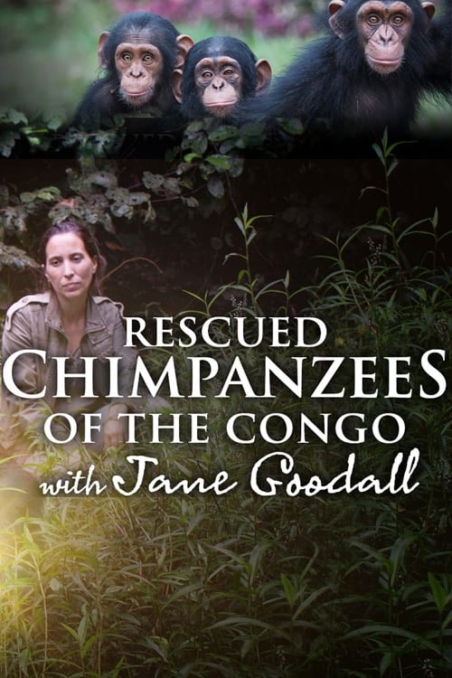 Rescued Chimpanzees of the Congo with Jane Goodall TV Shows About Animal