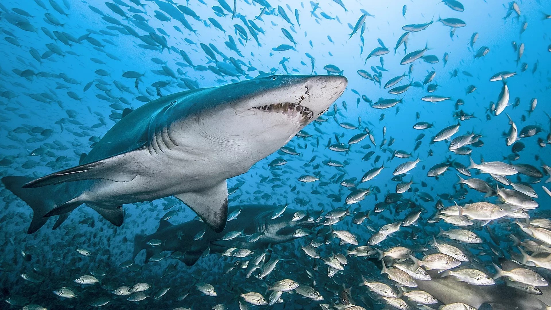 Imagem do Filme Dans Le Sillage Des Requins - La Vie Secrète
