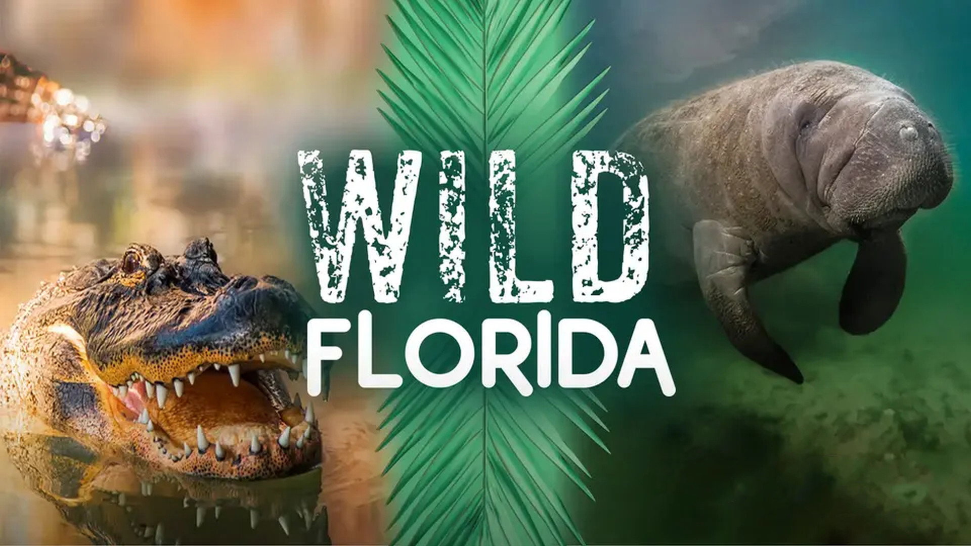 Wild Florida