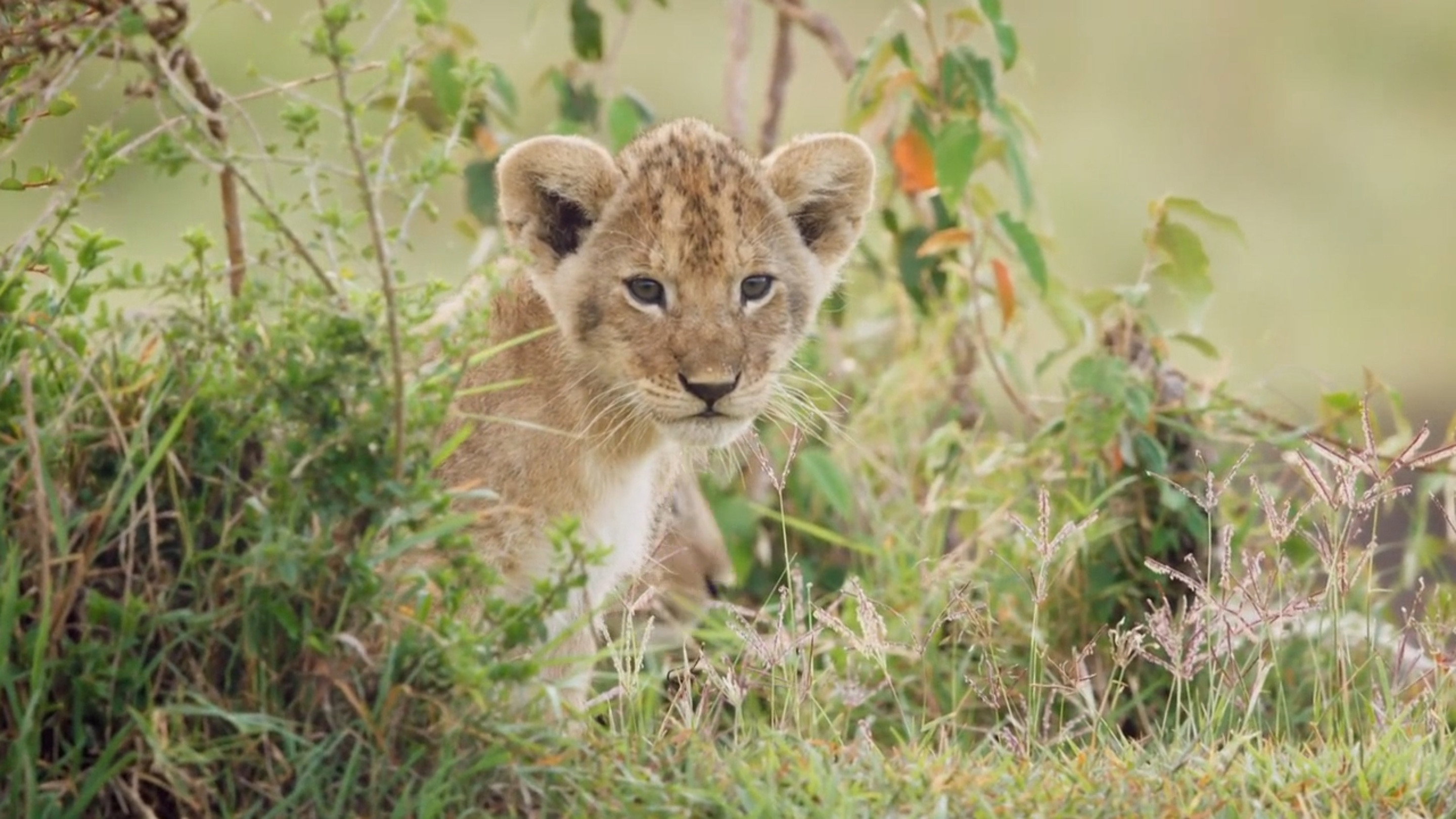 Big Cat Tales S02E02 backdrop