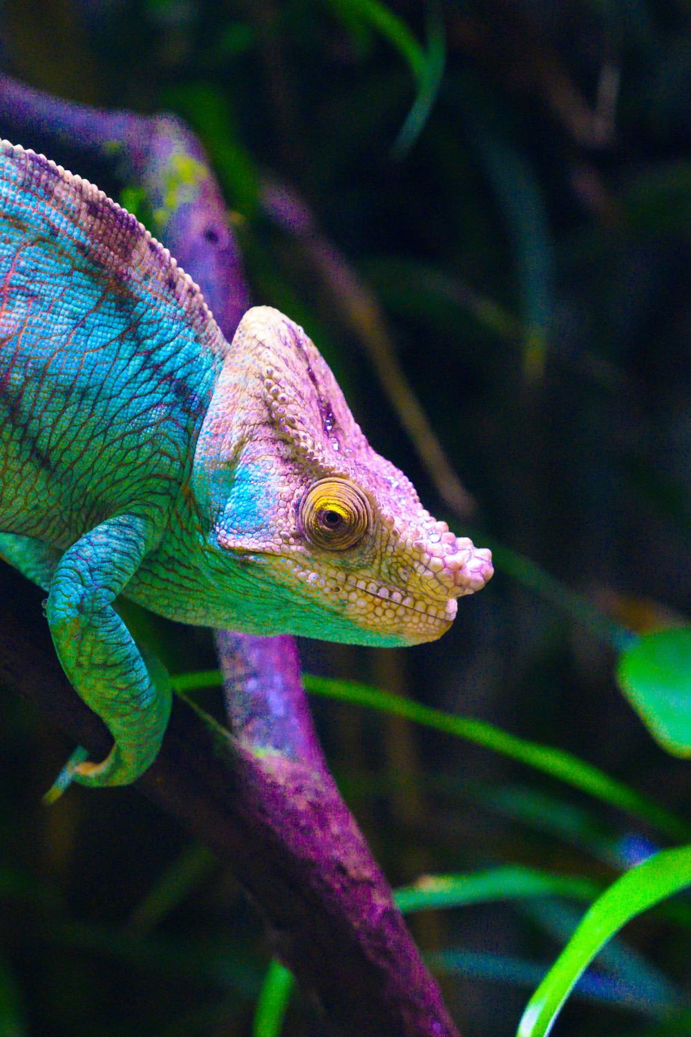 Madagascar, paradis des cam&eacute;l&eacute;ons
