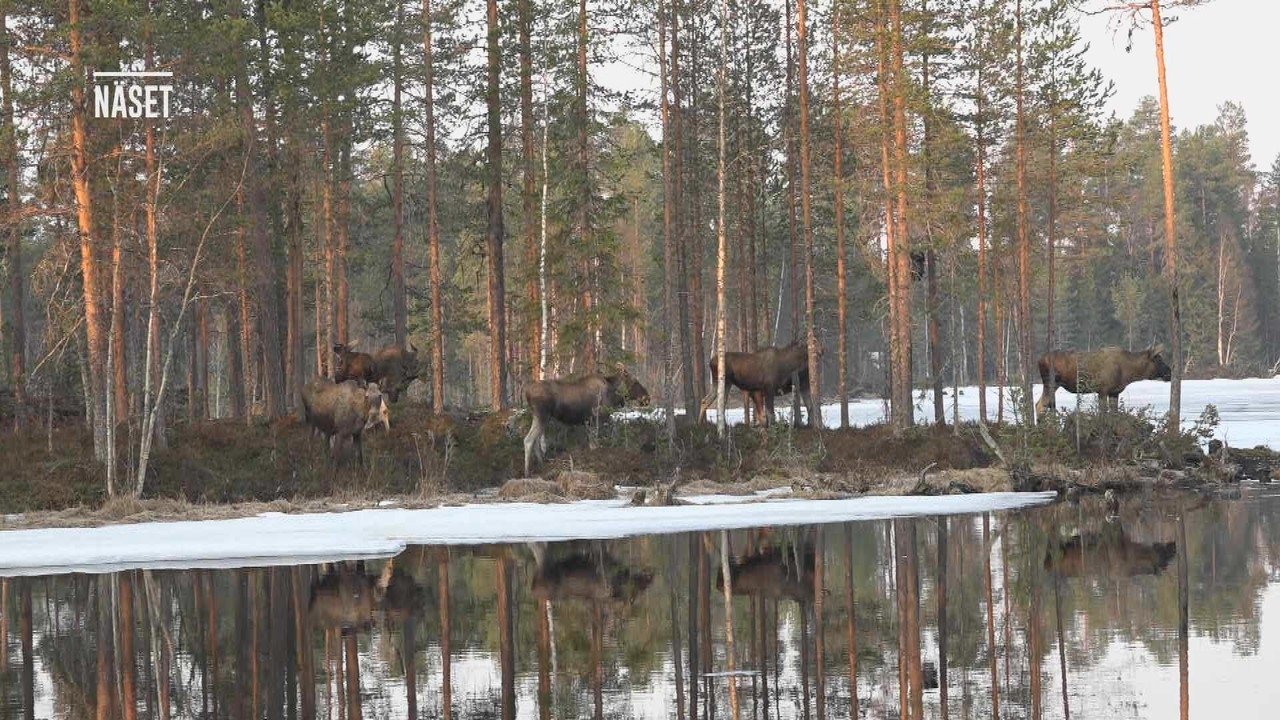 Den stora älgvandringen