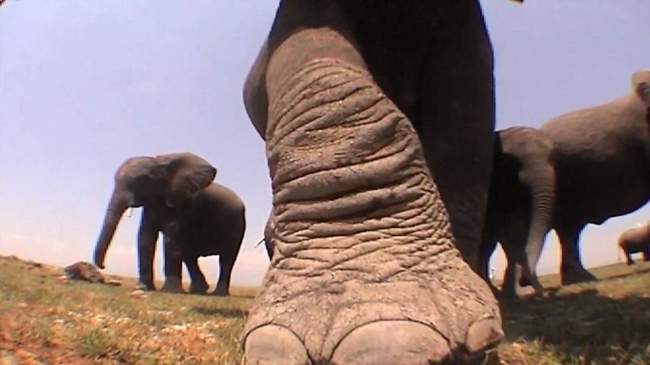 Elephants: Spy in the Herd background