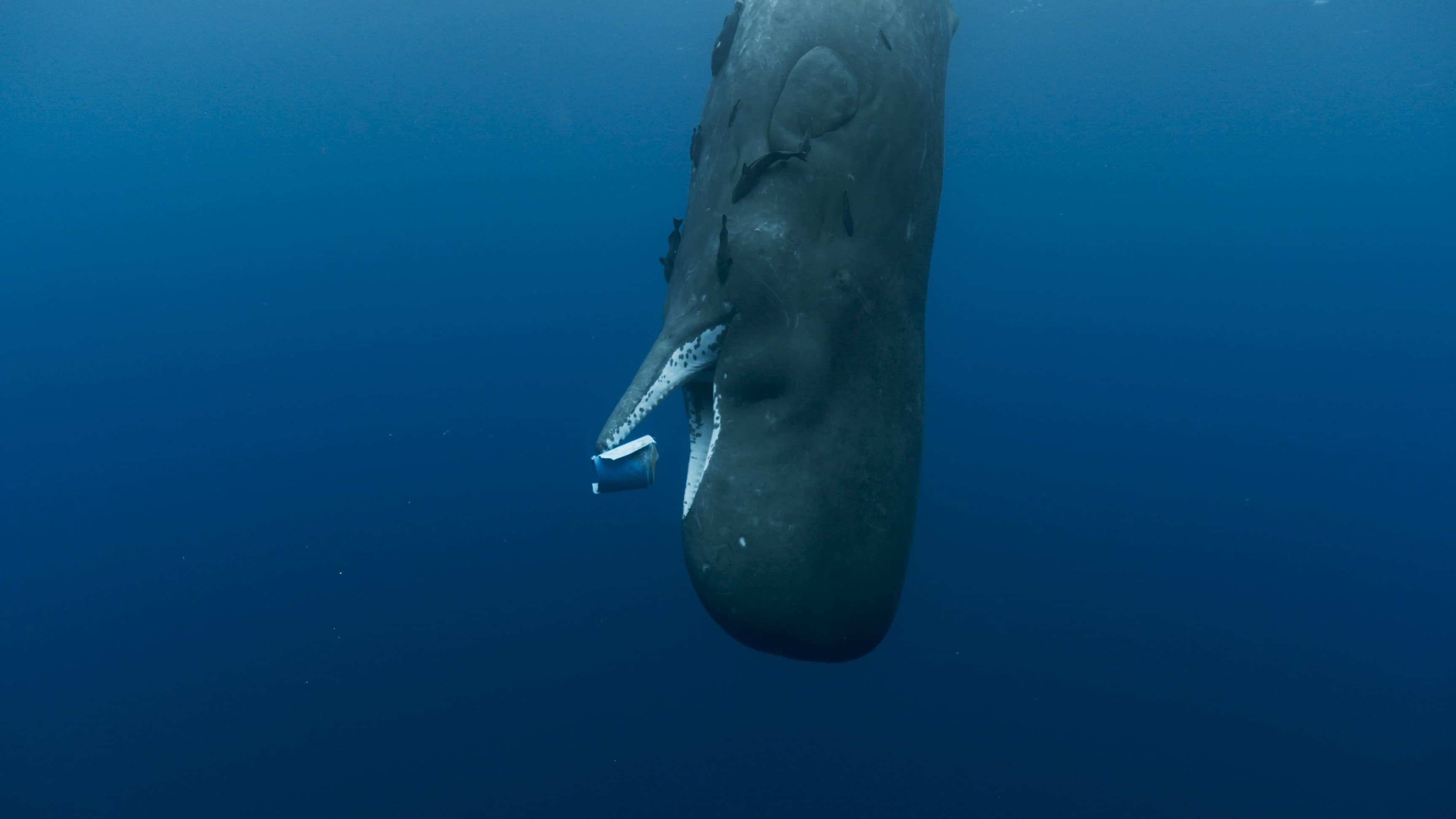 Las guardianas del planeta