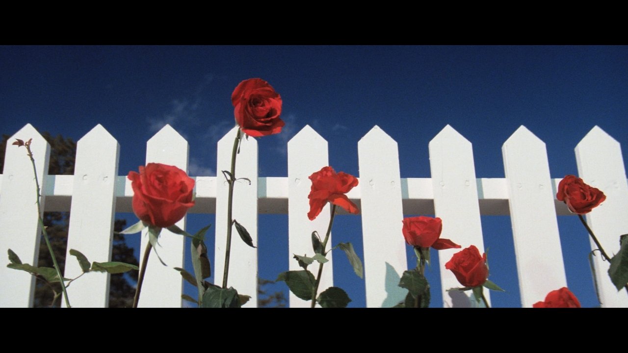 Image du film Blue Velvet 5bhkatyu2bnqw5qolmgbbzwt8v9jpg