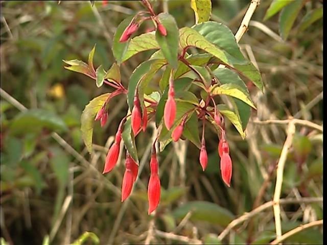 C'est pas sorcier - La Réunion : une île sortie de l'océan