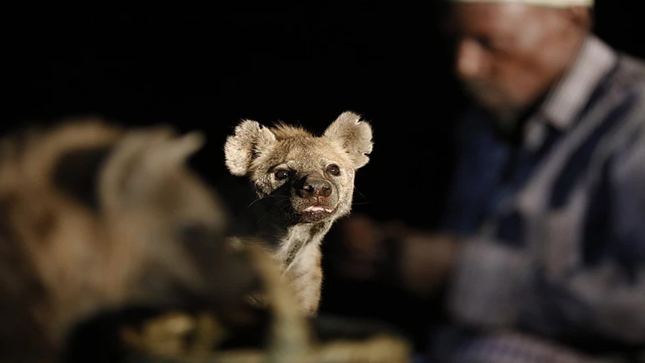 Imagem do Filme Les hyènes de Harar
