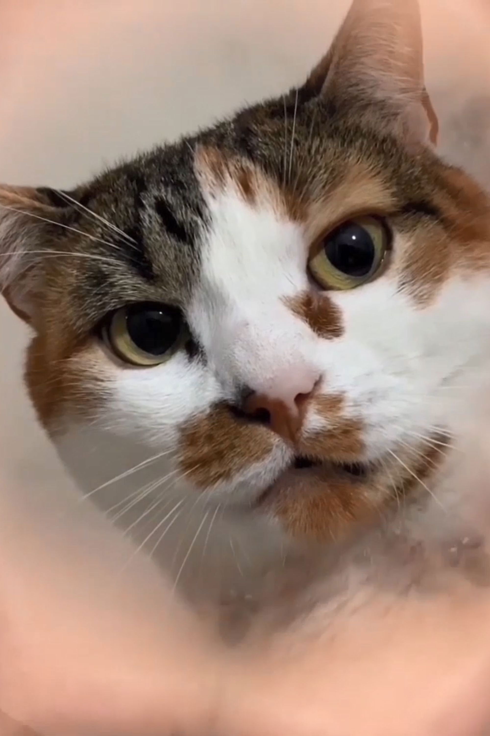 et billede af Michelle "Pê" Gomes