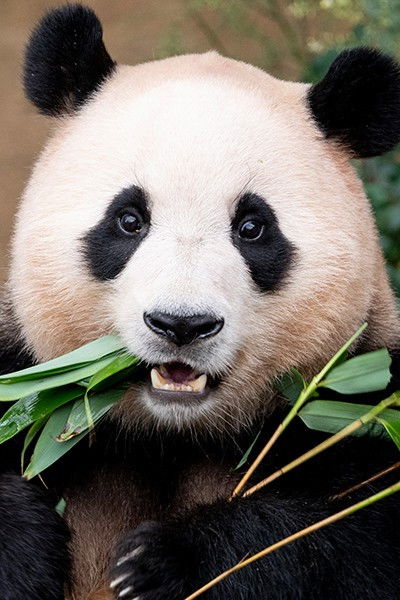 et billede af Fu Bao