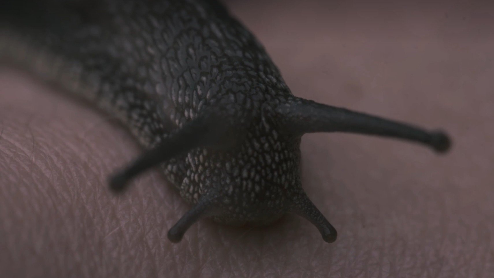 Human Botany (2019)