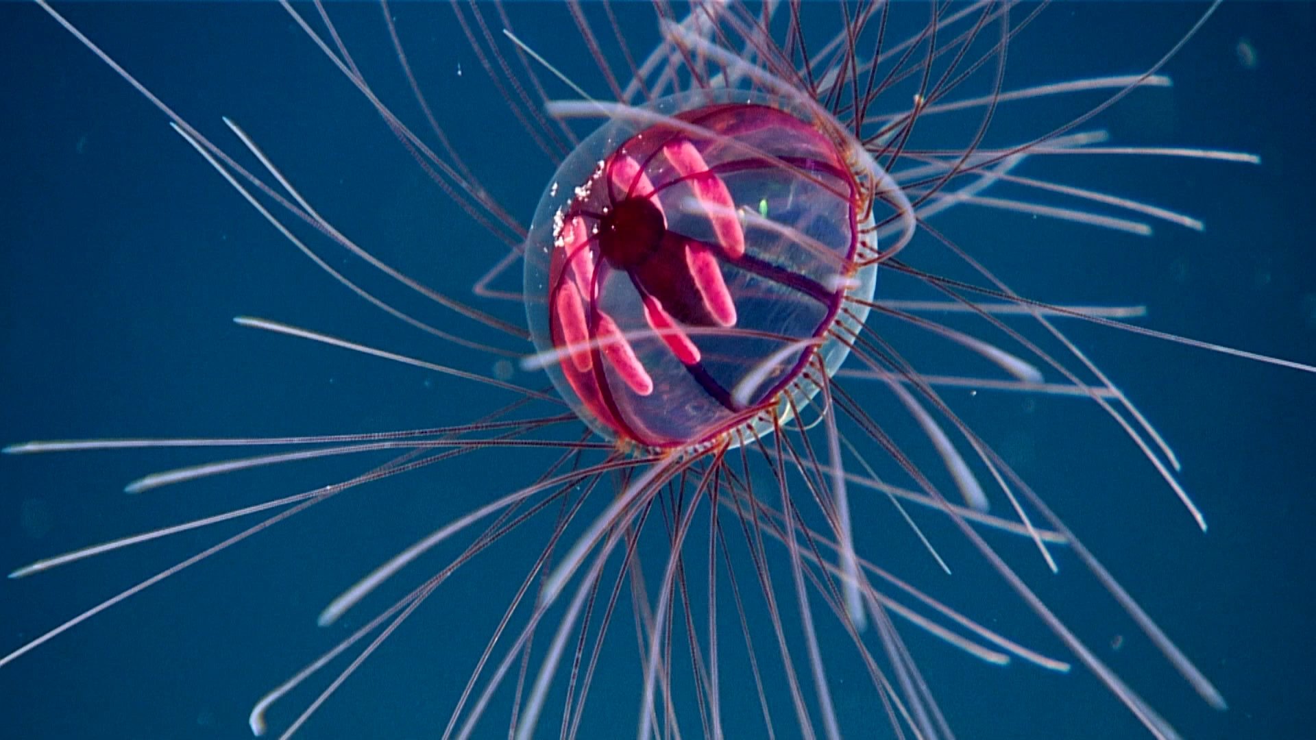 Blue Planet Live