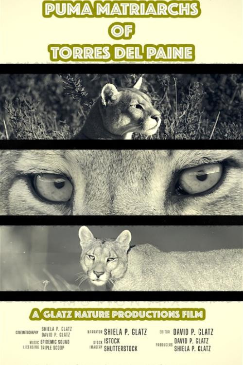 Puma Matriarchs of Torres Del Paine