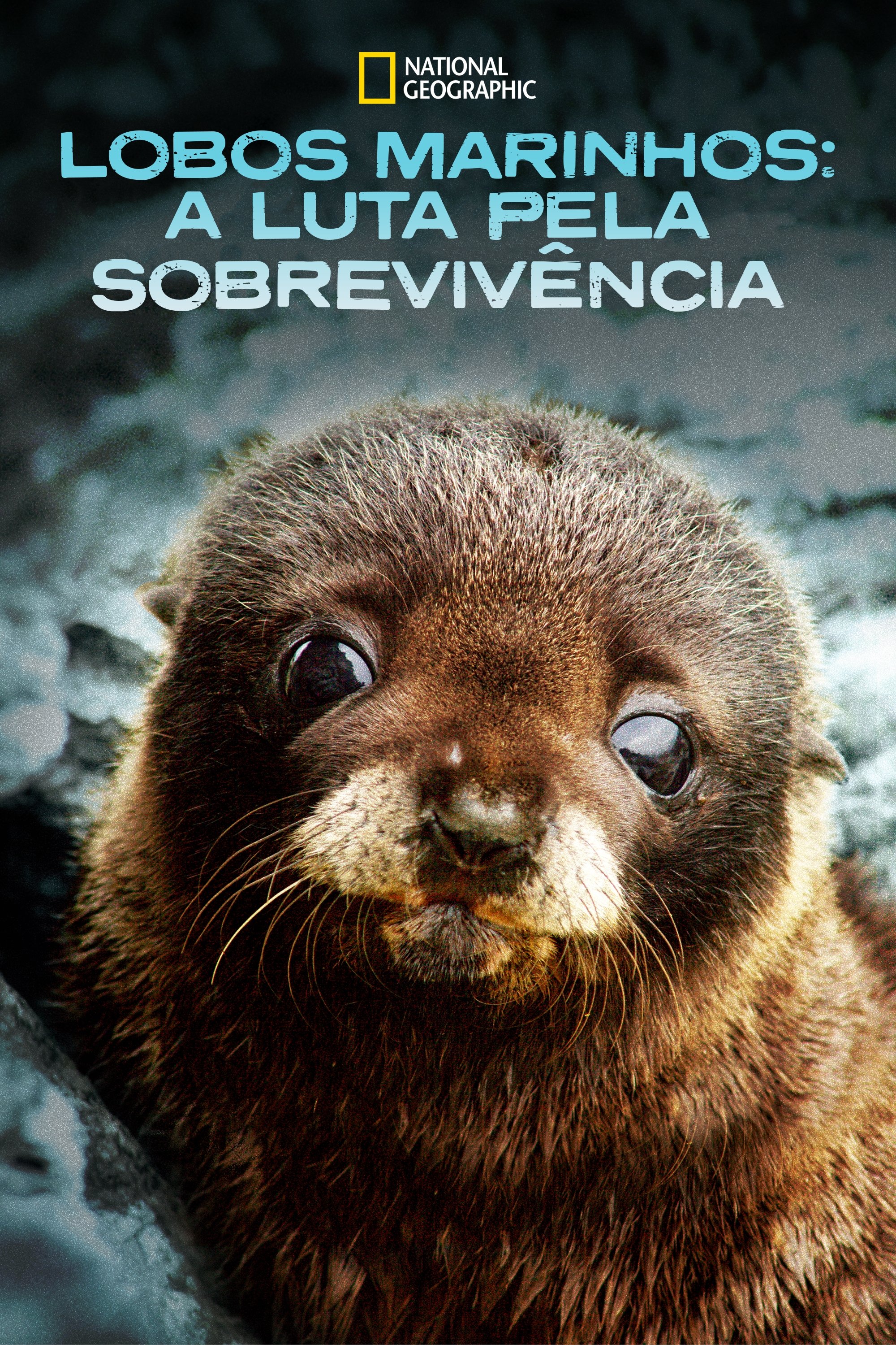 Lobos Marinhos: A Luta pela Sobrevivência Lobos Marinhos: A Luta pela Sobrevivência