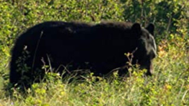 Secrets of the National Parks S01E02 backdrop