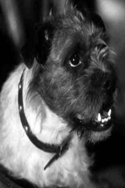 et billede af Zero the Dog