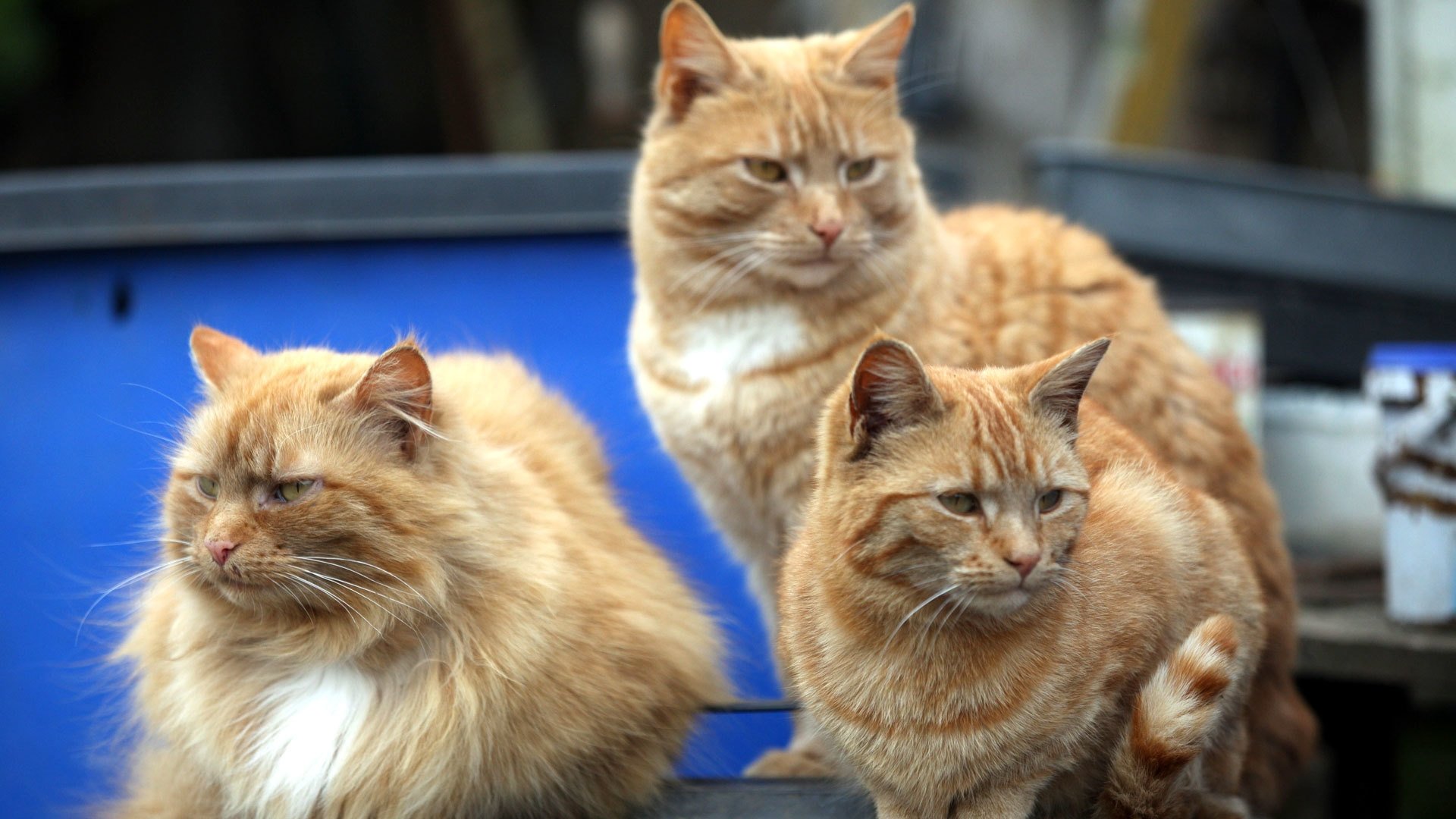 Cat Watch 2014: The New Horizon Experiment