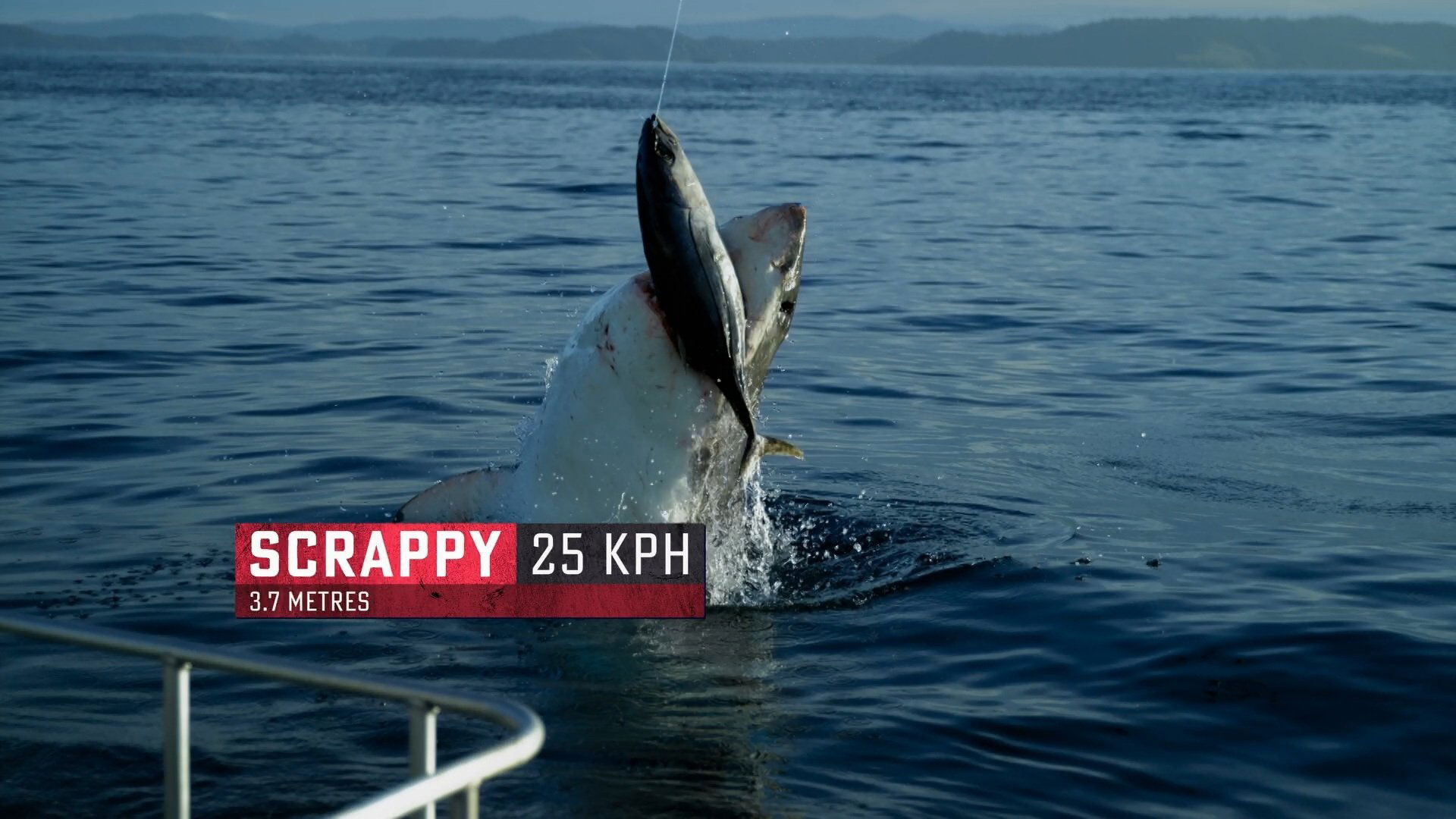 Imagem do Filme Boss Shark