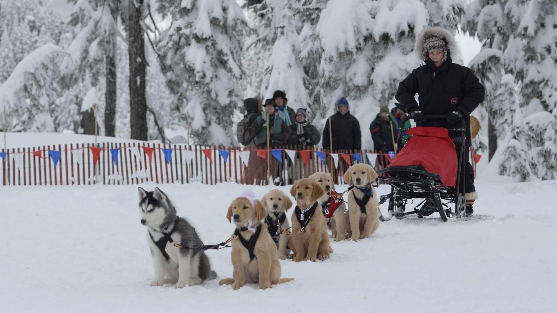 Snow Buddies - Valpene I Alaska