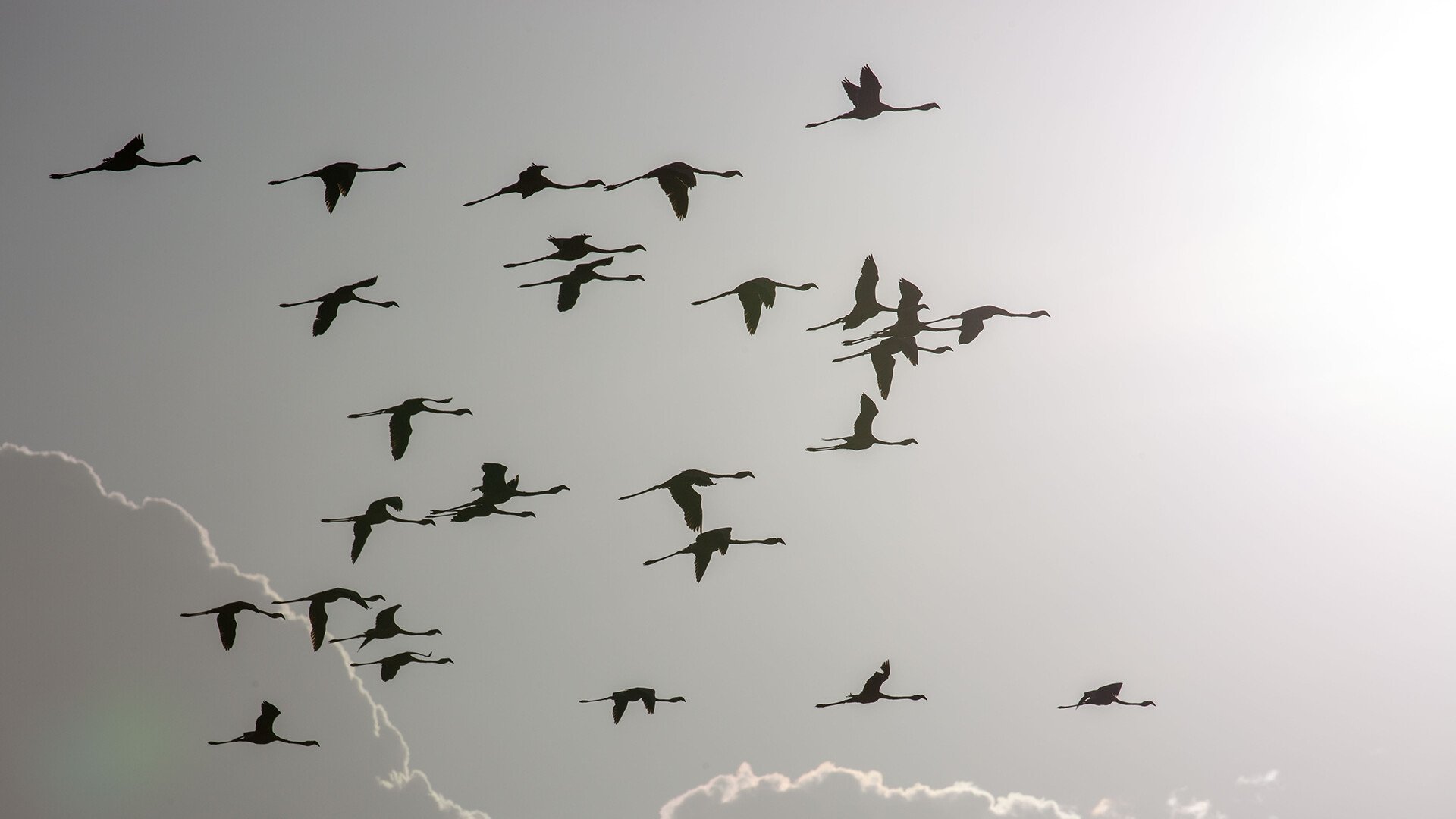 Incredible Animal Journeys