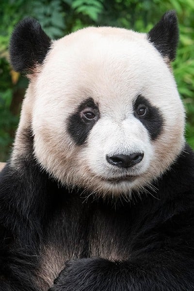 et billede af Le Bao